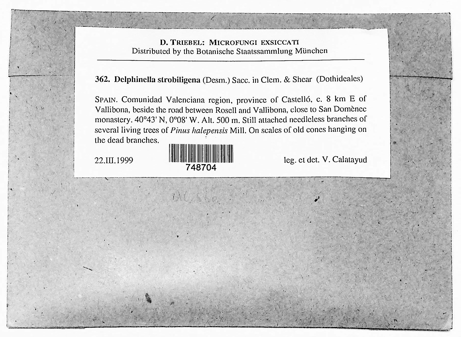 Delphinella strobiligena thumbnail